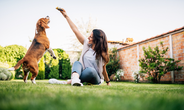 Frauchen füttert Hund mit Snack - Rindfleisch für Hunde