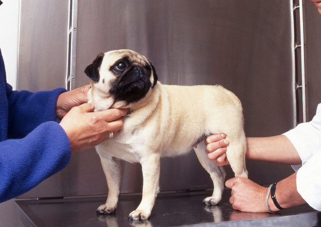 lahmheit beim hund nach ruhephase