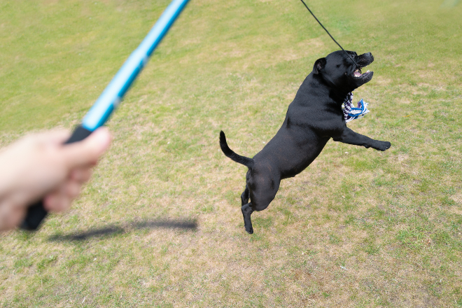 Spring- oder Flirtpole wird für Zerrspiel genutzt - Hunde mögen Beutespiele