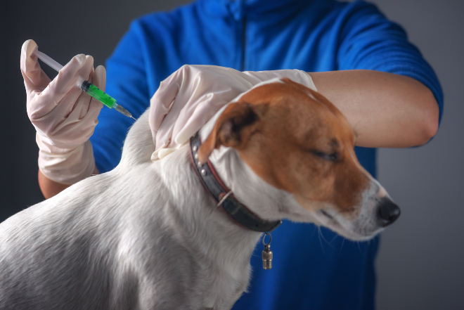 Hund wird per Spritze vom Tierarzt geimpft - Voraussetzung für die Begleithundeprüfung