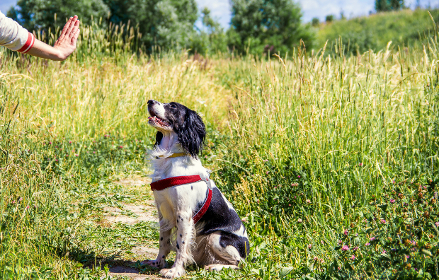 Herrchen signalisiert den Sitzbefehl an den Hund