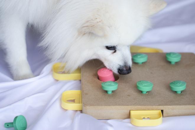 Denkspiele für Hunde: Die besten Intelligenzspiele im Überblick