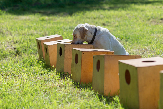 Hund schnüffelt in diversen Holzkisten herum