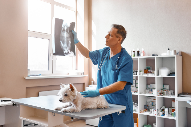 Ein Tierarzt betrachtet das Röntgenbild eines kleine Hundes