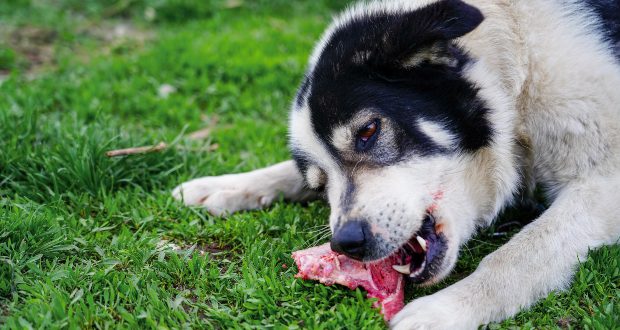 Welpe frisst Wildschweinfleisch