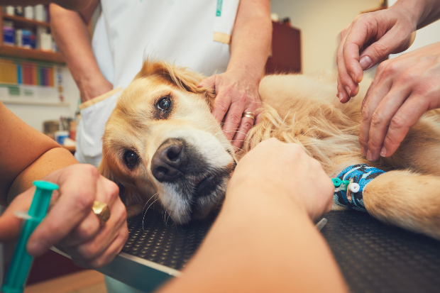 Hund kurz vor einer Operation