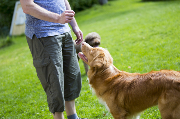 Mann gibt Hund Leckerli - Positive Verstärkung für Hunde