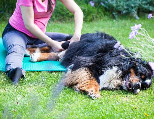 Hund wird massiert