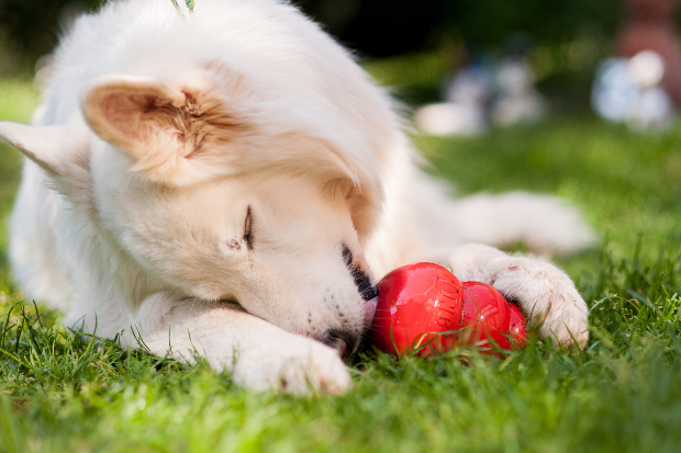 Hund knabbert an einem Kong