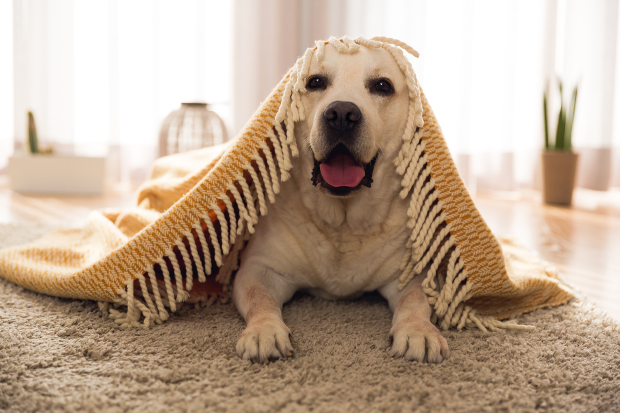 Kleiner Hund kuschelt unter einer Decke