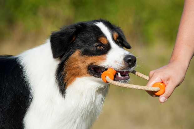 Hund beim Zerrspiel mit Herrchen