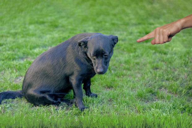 Herrchen weist Hund zurecht