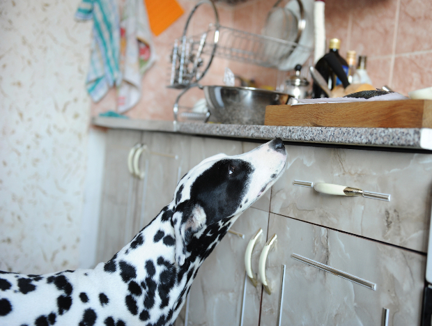 Hund (junger Dalmatiner) schnüffelt in der Küche