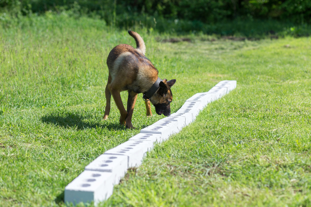 Hund schnüffelt draußen nach Leckerli