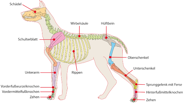 Darstellung der Knochen eines Hundes