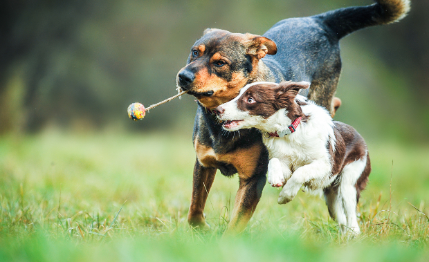 2 Hunde jagen nach einem Spielzeug