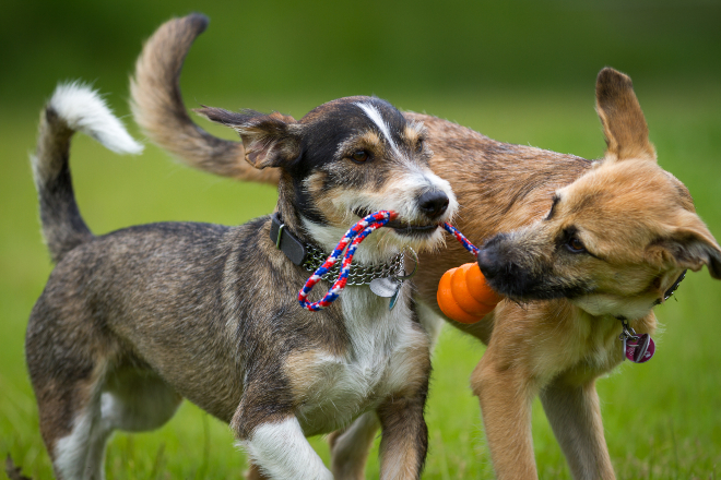 2 Hunde rangeln um ein Spielzeug - sie lieben Beutespiele