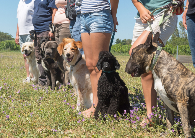 Hundebesitzer mit ihren Tieren in einer Hundeschule