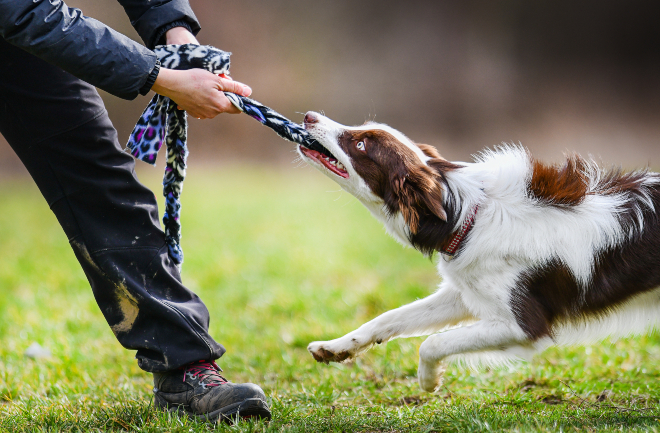 Ausbilder lässt Hund an Tau ziehen