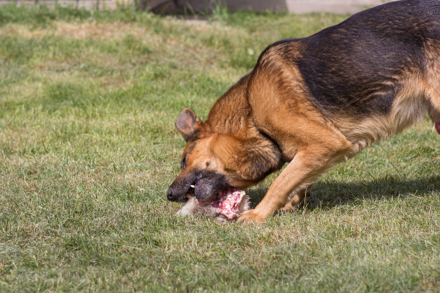 Hund frisst Fleisch