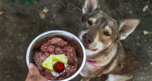 Rindfleisch für Hunde