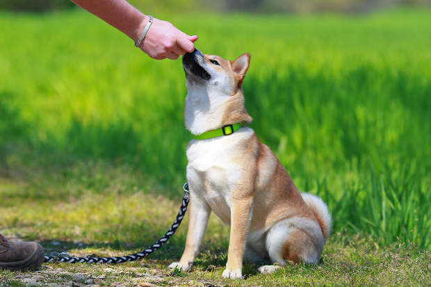 Junger Shibu kriegt Hundekausnack