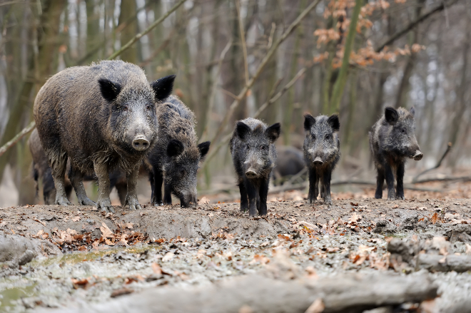 Wildschweine im Wald - Wildschweinfleisch ist eine gesunde Nahrung für Hunde