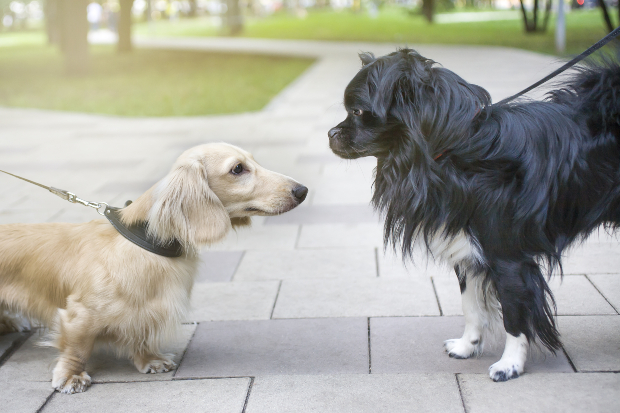 Zwei angeleinte Hunde begegnen sich