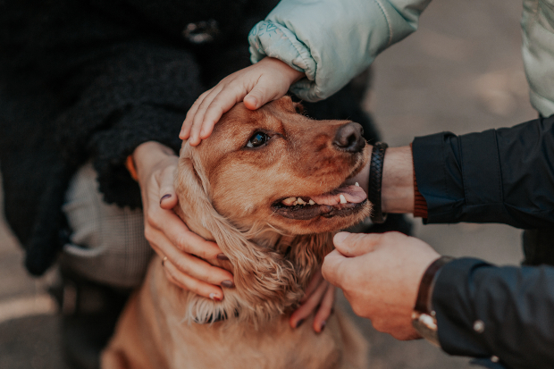 Hund wird von 3 Personen gestreichelt