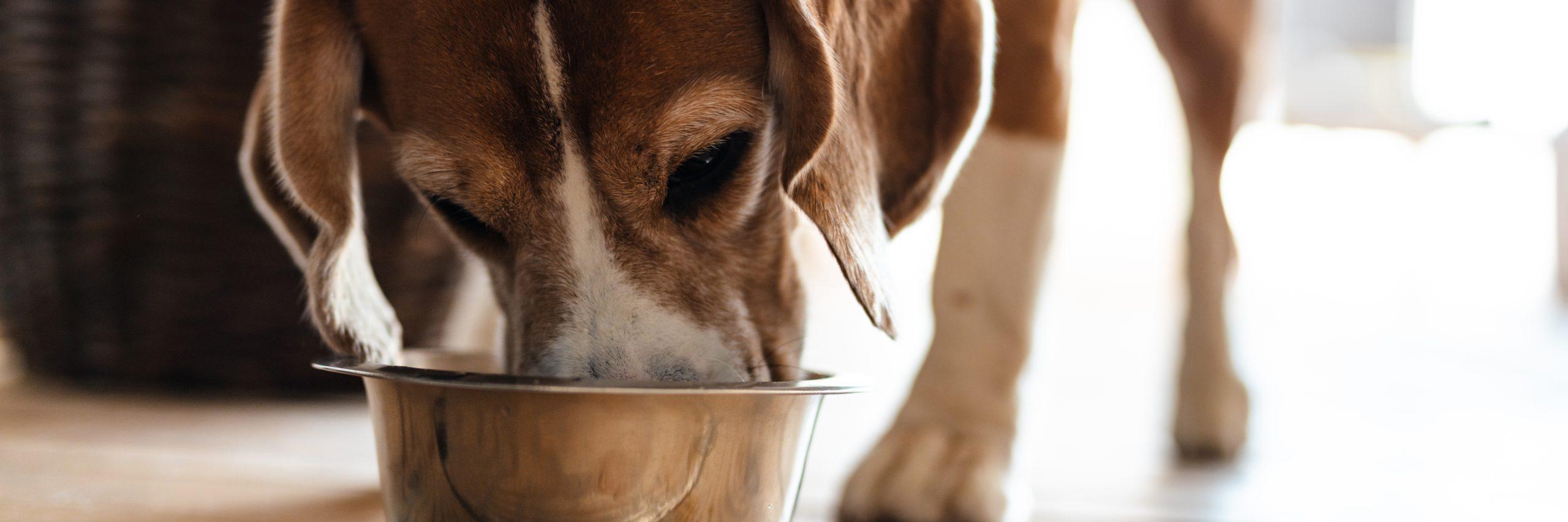 Schonkost für den Hund richtig füttern