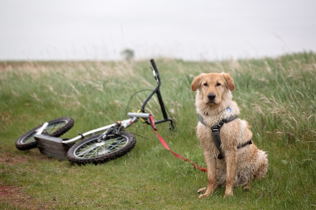 Hund sitzt, er ist an einen Dogscooter gekoppelt