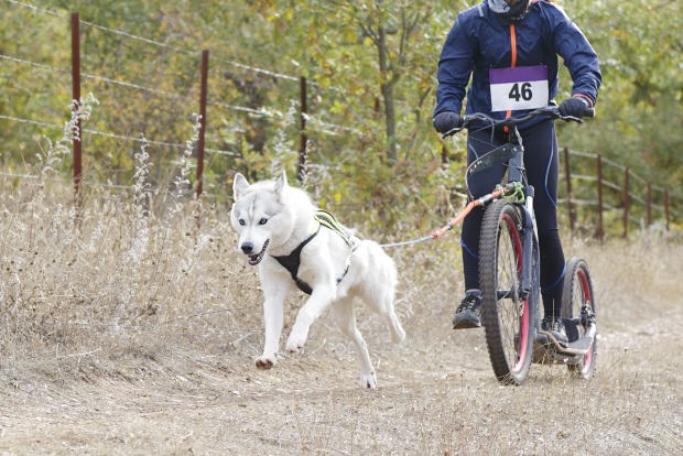 Dogscooting