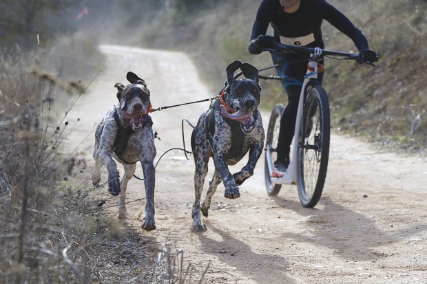 Dogscooting mit zwei Hunden