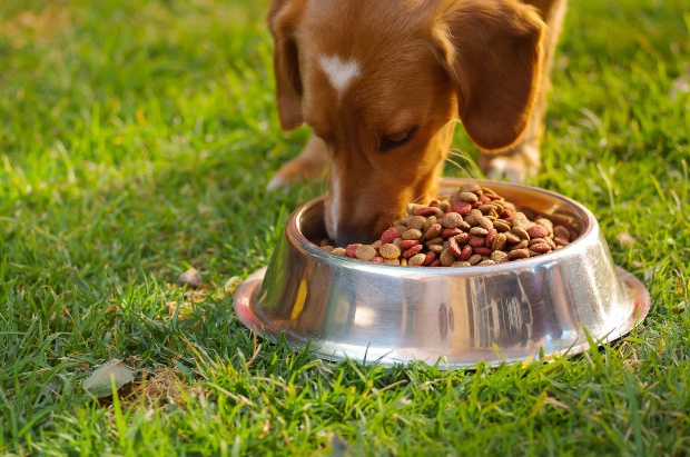 Junger Hund frisst aus Napf