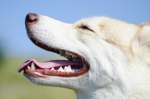 Nahaufnahme eines Hundes, gesunde Zähne - Nackensehnen für Hunde tragen dazu bei