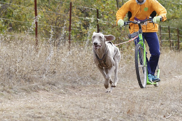 Dogscooting