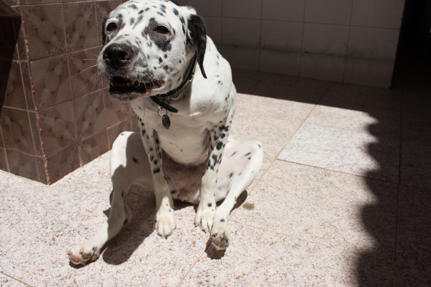 Hund im Welpensitz mit schmerzverzerrtem Gesicht