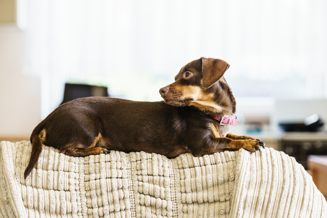Hund liegt auf Couch, Rute baumelt runter - möglicherweise eine Wasserrute
