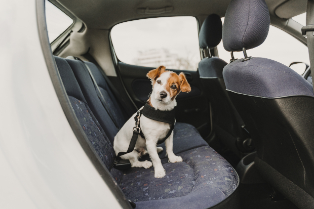 Junger Hund sitzt hinten im Auto - eine mögliche Ursache für eine Wasserrute