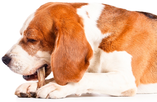 Hund knabbert auf Nackensehen herum