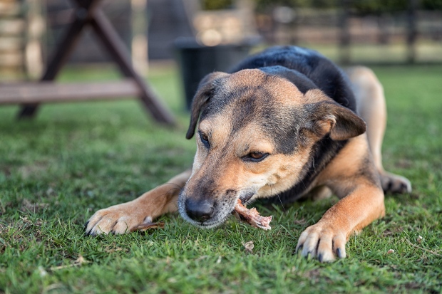 Hund auf dem Rasen knabbert an Nackensehen 