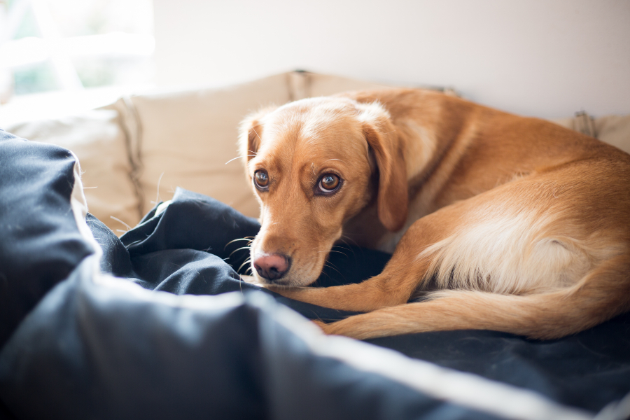 Darmflora beim Hund aufbauen HundeKausnacks Magazin