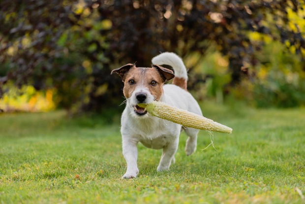 Hund mit Maiskolben in der Schnauze