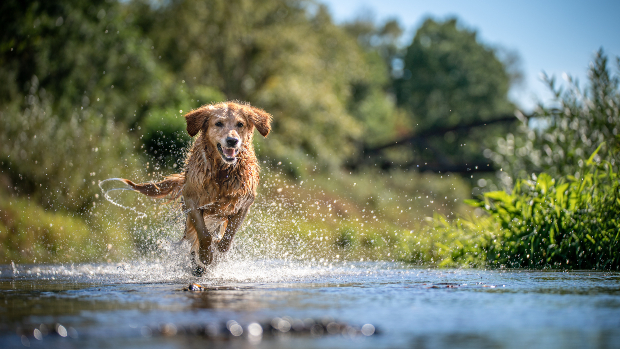 Hund rennt durch flaches Wasser