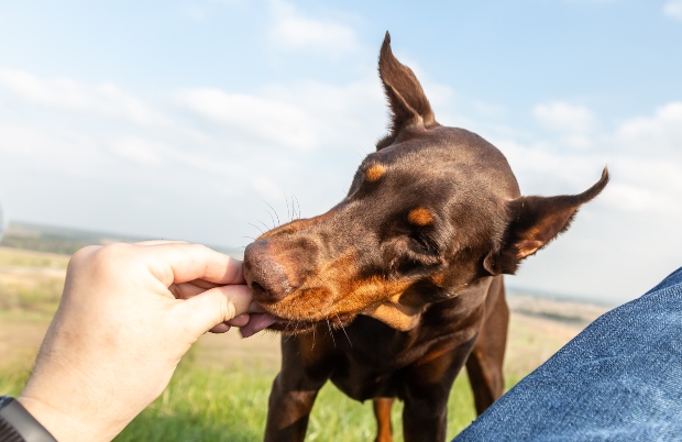 Dobermann wird gefüttert mit Hundekausnack - Zink für Hunde in richtigem Maß füttern