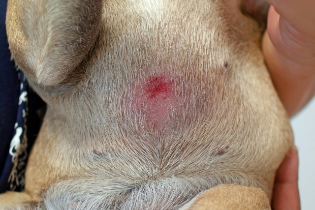Hund hat rote Stelle auf dem Bauch