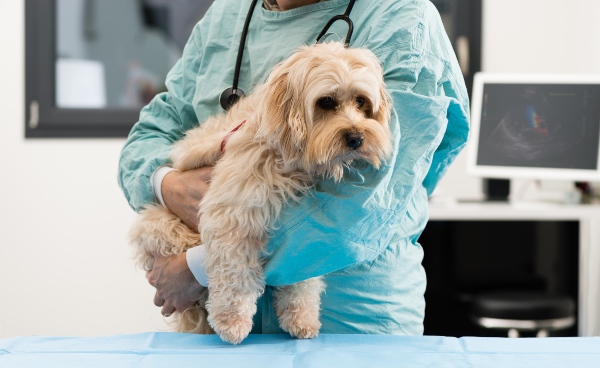 Hund im Arm eines Tierarztes - Beachtung vom Hundefutter für kastrierte Hunde