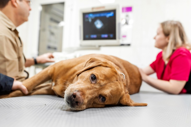 Hund liegt beim Tierarzt und wird untersucht