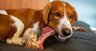 Junger Hund frisst Fleisch - Zink für Hunde