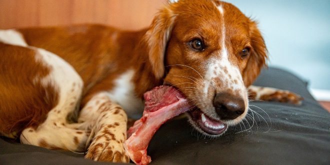 Junger Hund frisst Fleisch - Zink für Hunde